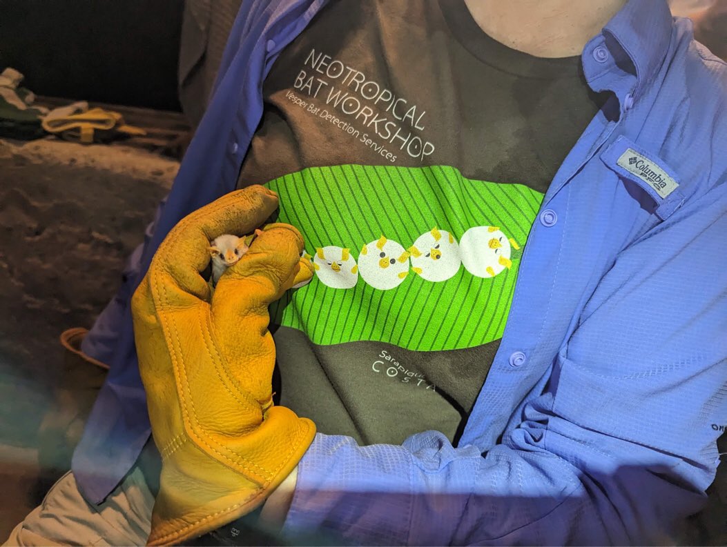 Code5Design's tweet photo. Donal Solick of Vesper Bat Detection Services sent this great shot of our White Bat shirt with the model! https://t.co/U7wDjqJxVM
