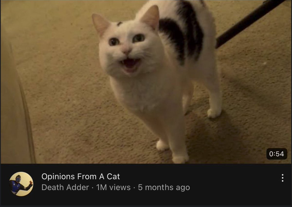 DISPATCHKITTY's tweet image. 