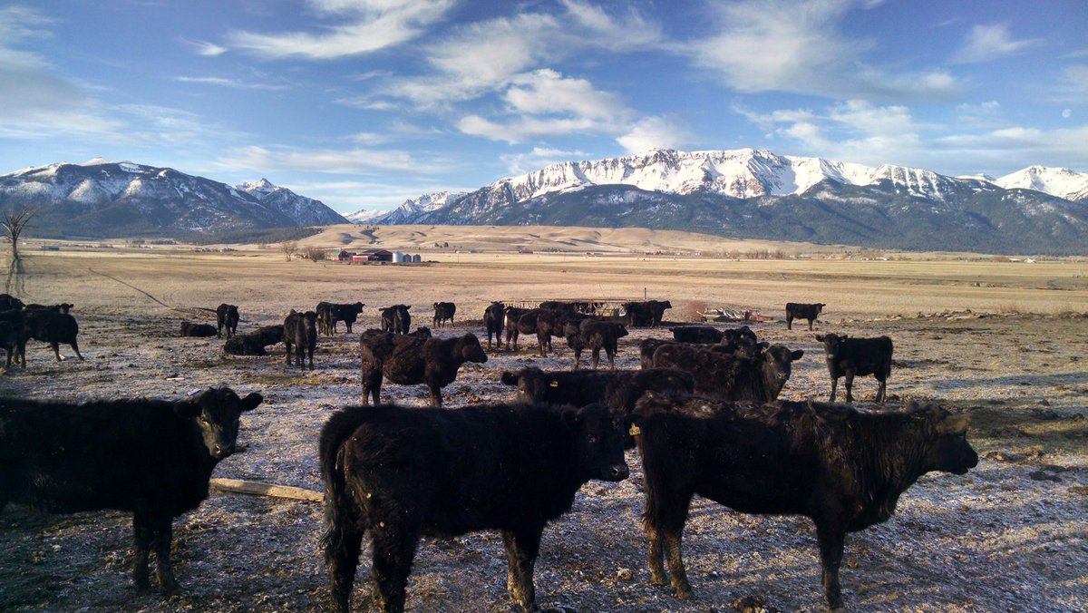 Devin Patton tweet media