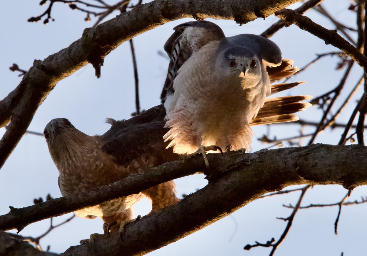 mbueckert's tweet photo. A mating pair of Cooper’s Hawks (Éperviers de Cooper) in Parc Lafontaine #birdsofquebec #quebecoiseaux #montreal https://t.co/ecoF8i5AID