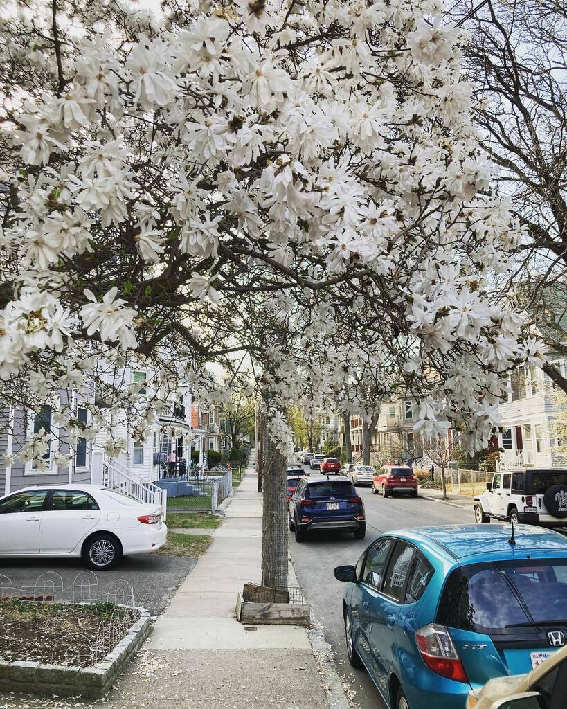 iustinianus's tweet photo. First flowering tree of the season! 🌸 https://t.co/goKcE2PSVm https://t.co/mUpwRlqU5P