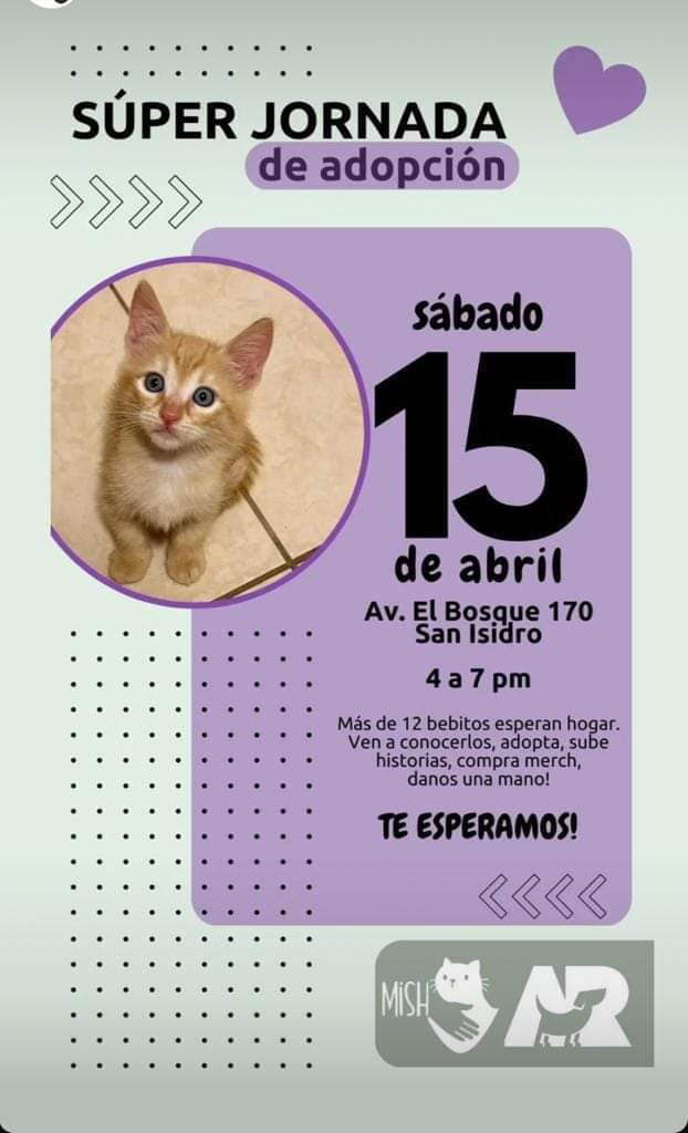 AdrianzenEduard's tweet photo. Mañana 👇👇👇
Adopten un gatito. Háganlo feliz y háganse felices 😸😸😸 https://t.co/15T7TOIKsB