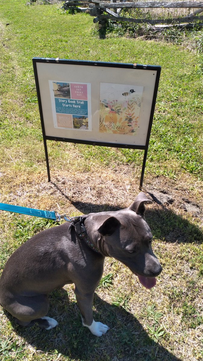 janflora's tweet photo. If you see this tweet, quote tweet it with the most recent photo you took of your pet. no cheating.

Ivy had storytime on our walk Wednesday 🐕📖 https://t.co/t54aXGZsxG