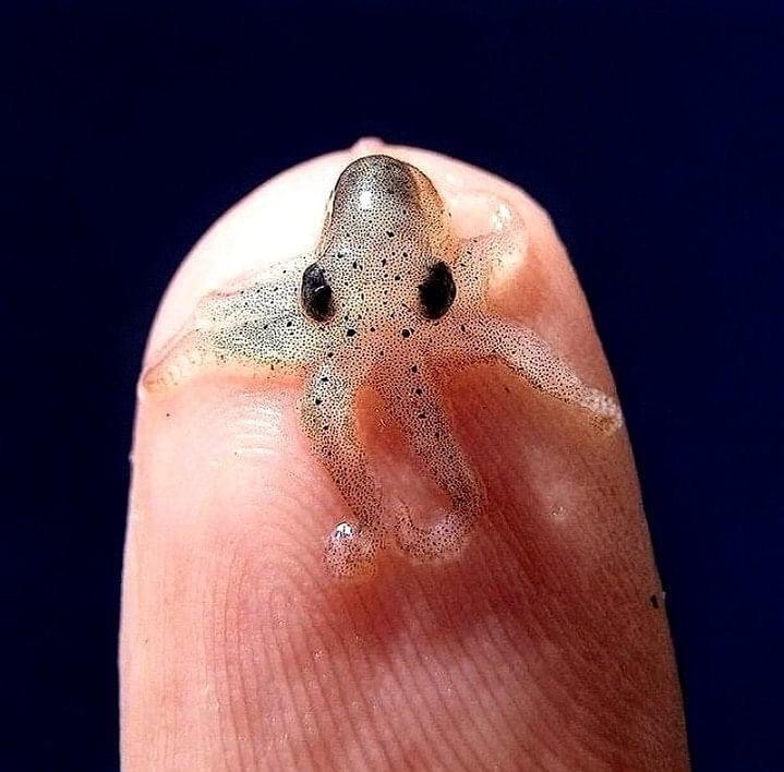 EnsedeCiencia's tweet photo. Pulpo bebé 🐙 https://t.co/oAXuSrPMKM