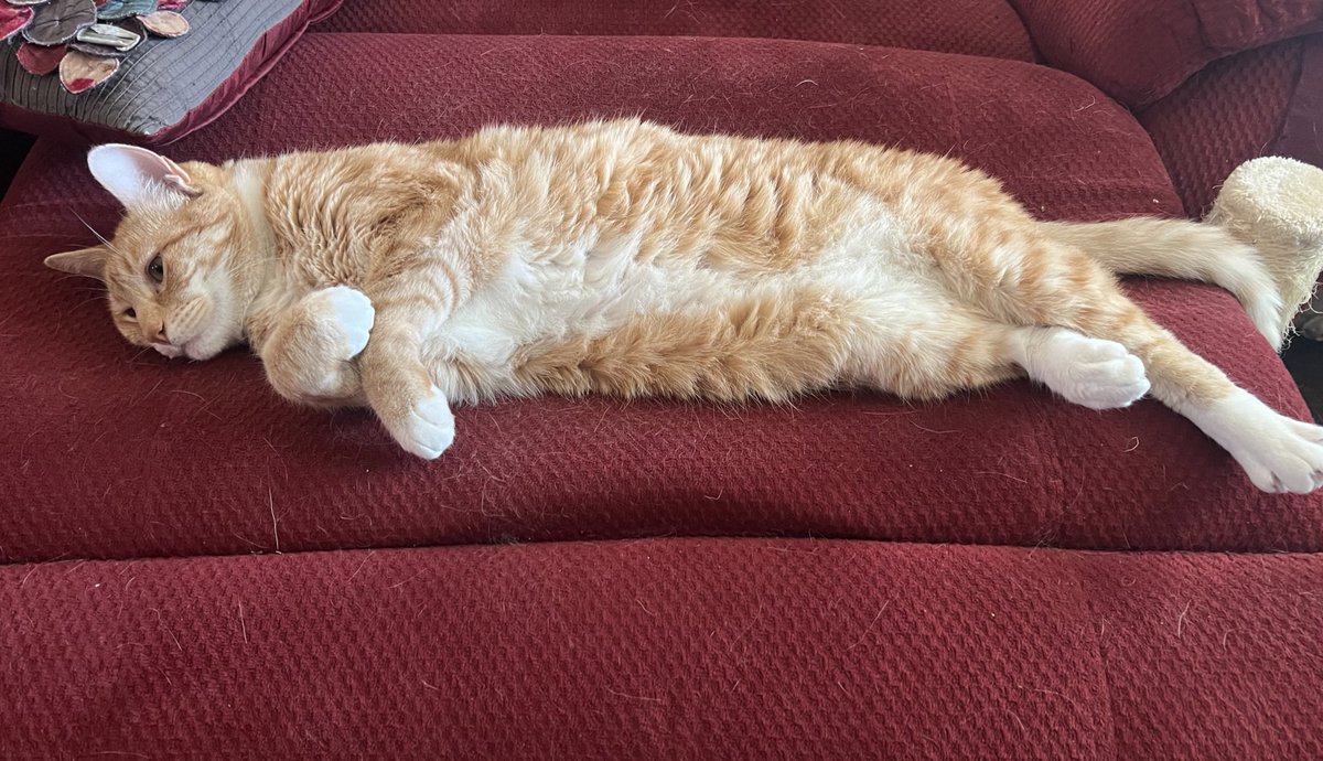 JortsTheCat's tweet photo. Ok we made it through today (so far) https://t.co/Tdejtmvvrd