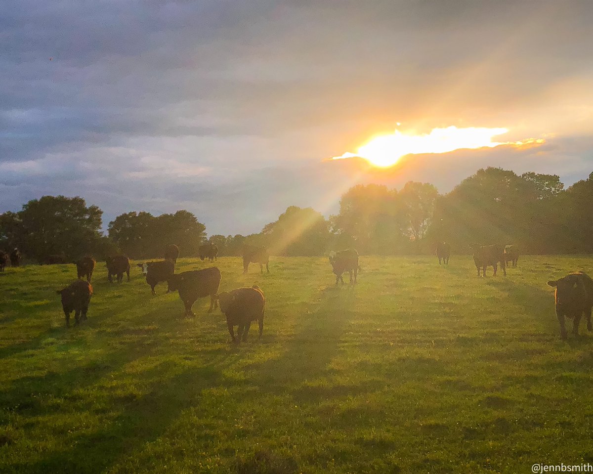 Oh hey! The sun came out for five minutes. Literally. #farmlifebestlife #gawx <a href="/spann/">James Spann</a> @RyanBeesleyFox5