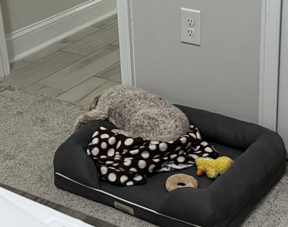 CandM2008's tweet photo. The good girls keeping me company in the home office today 🐩🐩 #poods https://t.co/ysVdCAshU1