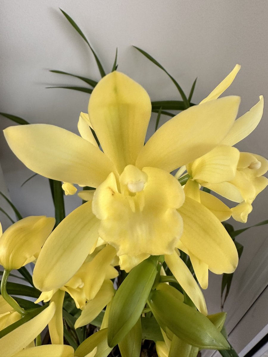 onlineorchids's tweet photo. 😊😊😊 https://t.co/gbvk8y5gA2