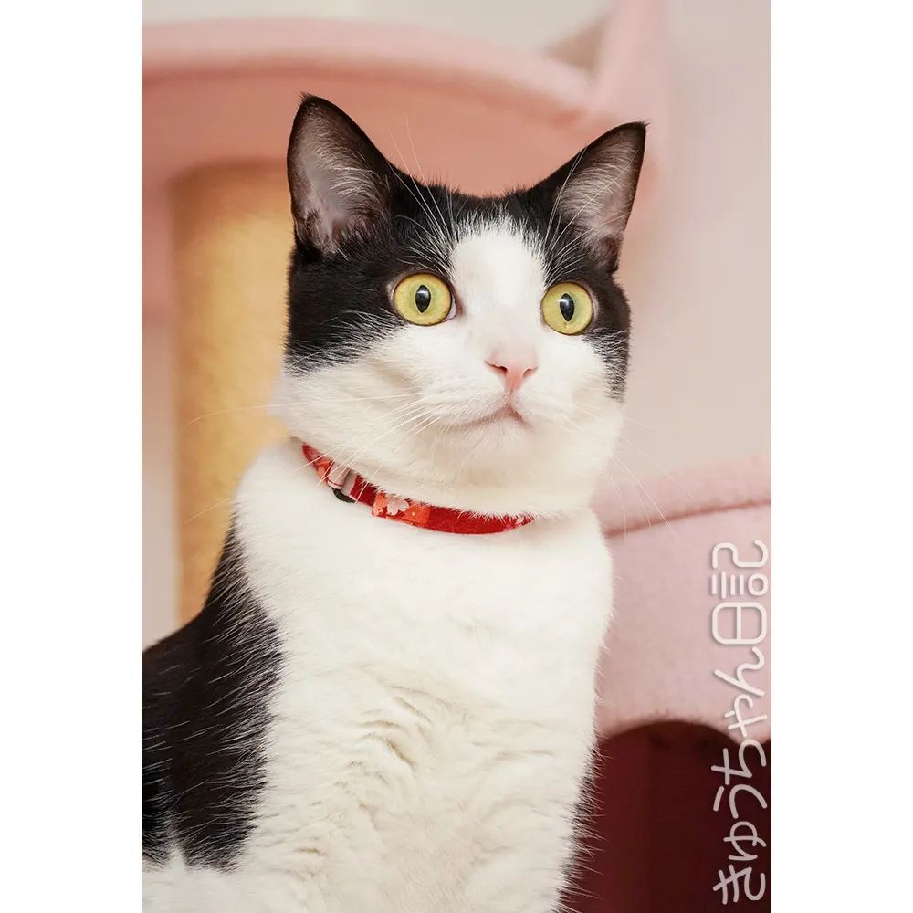 hatchan_nikki's tweet photo. #きゅうちゃん #きゅうちゃん日記 #猫 #ねこ #ネコ #白黒猫 #白黒猫きゅうちゃん #ハチワレ猫 #はちわれねこ #かわいすぎてこまっちゃう #にゃんすたぐらむ #cat #blackandwhitecat #cute #cutecat #catstagram #instacatsgram #felixcat #tuxedocat #キャットタワー https://t.co/GFW5RW4jgC https://t.co/RwMM9KsaTK