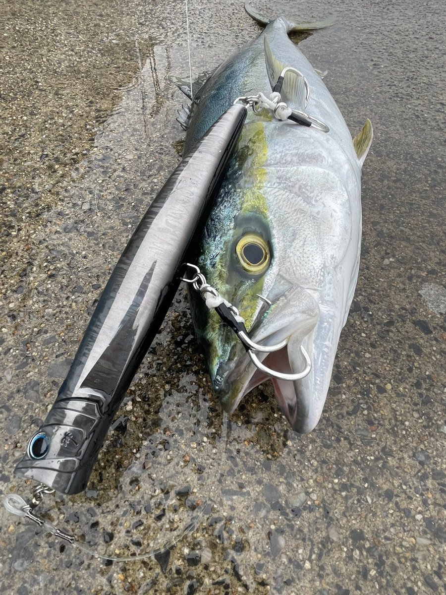 kazuto9400's tweet photo. やったりました〜ブレイクヘッド💮超小ぶりなヤズくんですが💦ミスバイトからの追い食いでGET
#PALMS
#BREAKHEAD
#アバロンシルエットかわいい https://t.co/BFysCvH4b6
