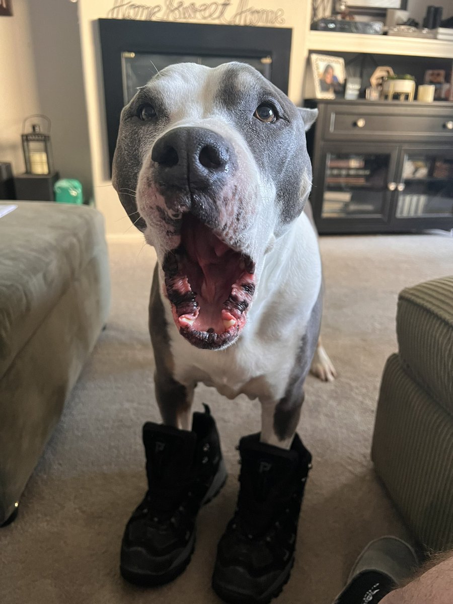 jakeman517's tweet photo. @OfficialOPLive @ReelzChannel Sylvester has his OFFICIAL Pawlice Boots on, and he’s ready to hit the streets!! Be safe out there!! #CopDog #BoneDetective #AdoptDontShop #OPNation #OPLive https://t.co/Q5XZYJw3Rs