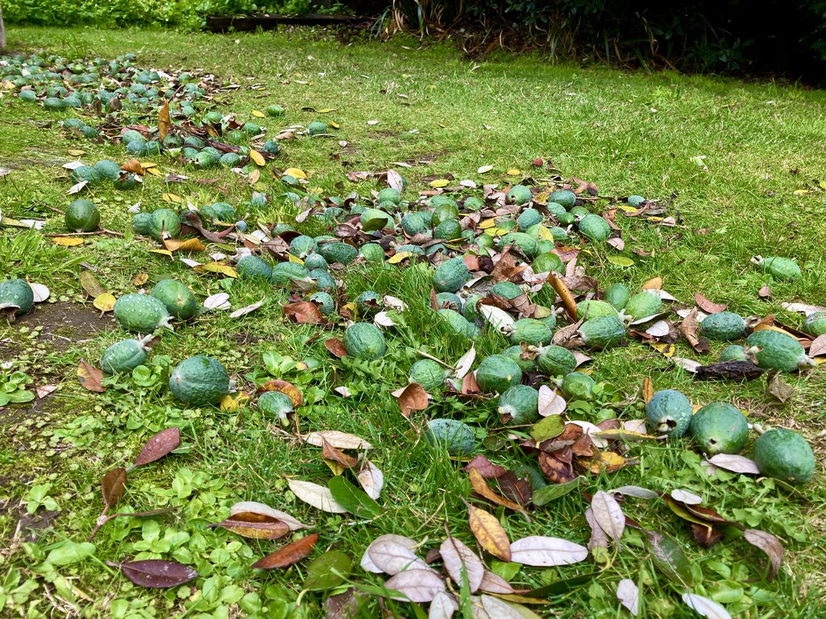 KSumby's tweet photo. Kia ora mai i Ōtautahi kei te ua a feijoa. Not that I’m complaining, but does anyone have a good recipe that uses feijoas? https://t.co/ohwe0UD4LR