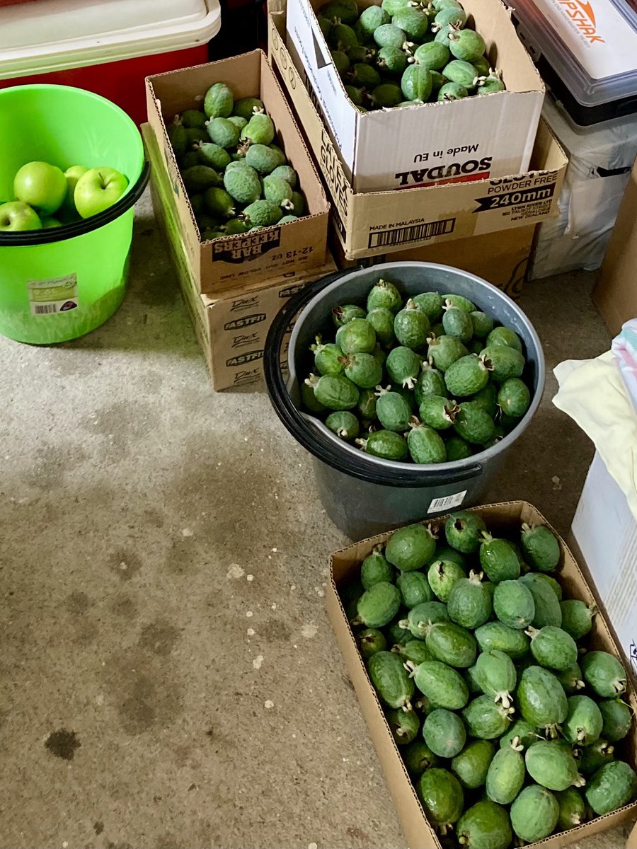 KSumby's tweet photo. Kia ora mai i Ōtautahi kei te ua a feijoa. Not that I’m complaining, but does anyone have a good recipe that uses feijoas? https://t.co/ohwe0UD4LR