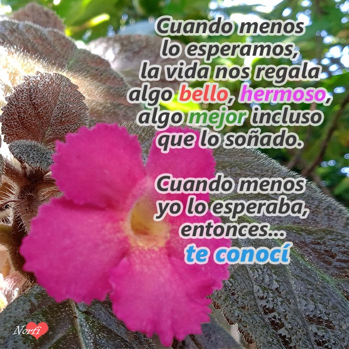El día que te conocí, sentí una voz muy dentro de mí que dijo: "aquí me quedo".
norfipc.com/frases-de-amor…