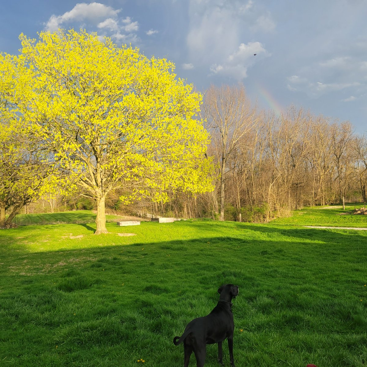 CraftBeerShaun's tweet photo. Pretty cool evening in the Pendleton area. @LindseyWTHR13 #FridayNight #greatdane @WTHRcom https://t.co/XTnCwi9KnL