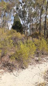 CentreMehi's tweet photo. Love the #PilligaForest - so beautiful and so old, so many things to see. Please #SavethePilliga https://t.co/bdkl7awCEw