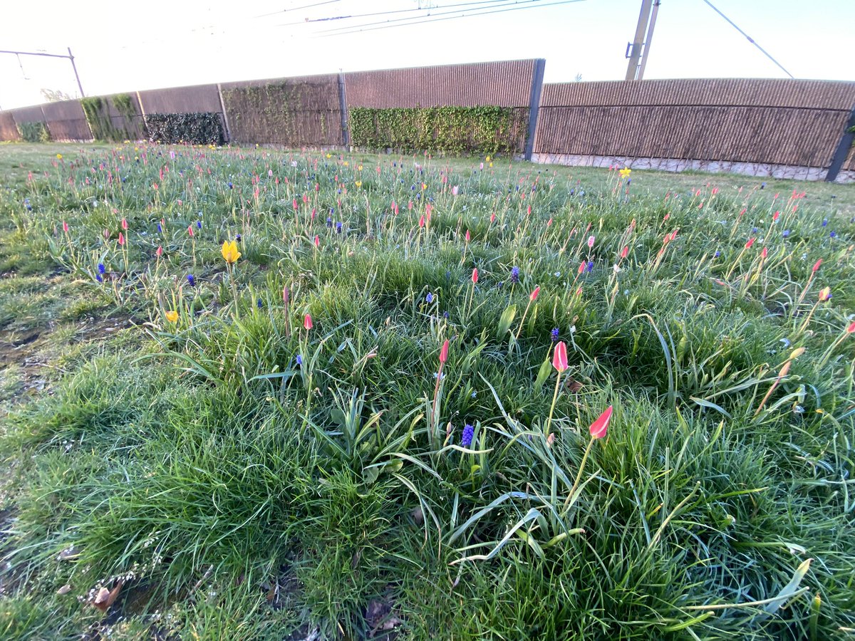 cadekock's tweet photo. Nu, in onze Deurnese Keukenhof https://t.co/yYdahft4NL