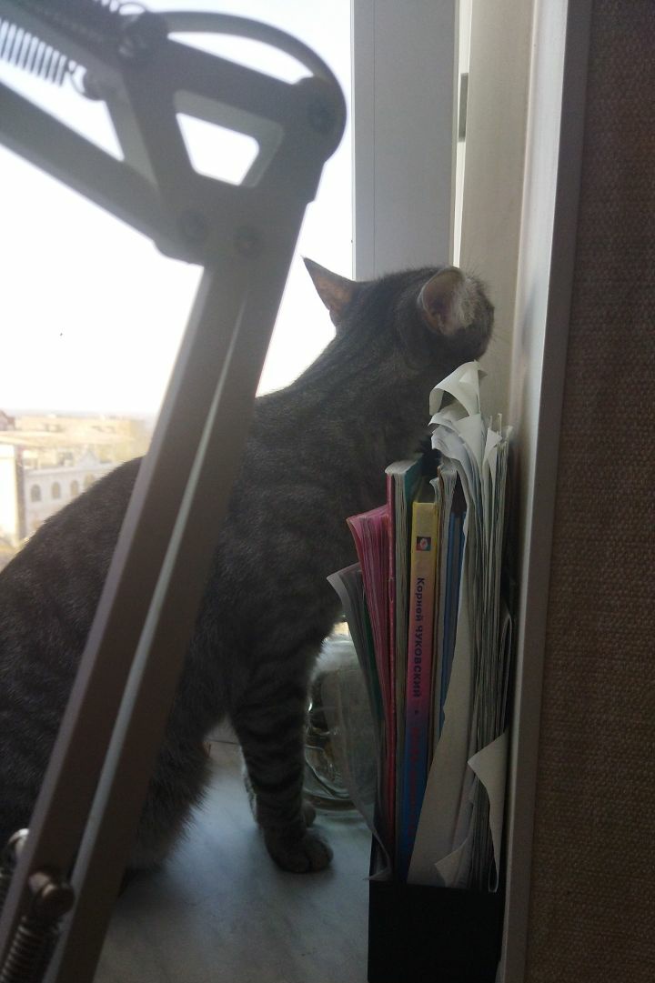 DAZAI130648's tweet photo. если вы видите этот твит, процитируйте его с последним фото вашего питомца https://t.co/Y179goWnCz