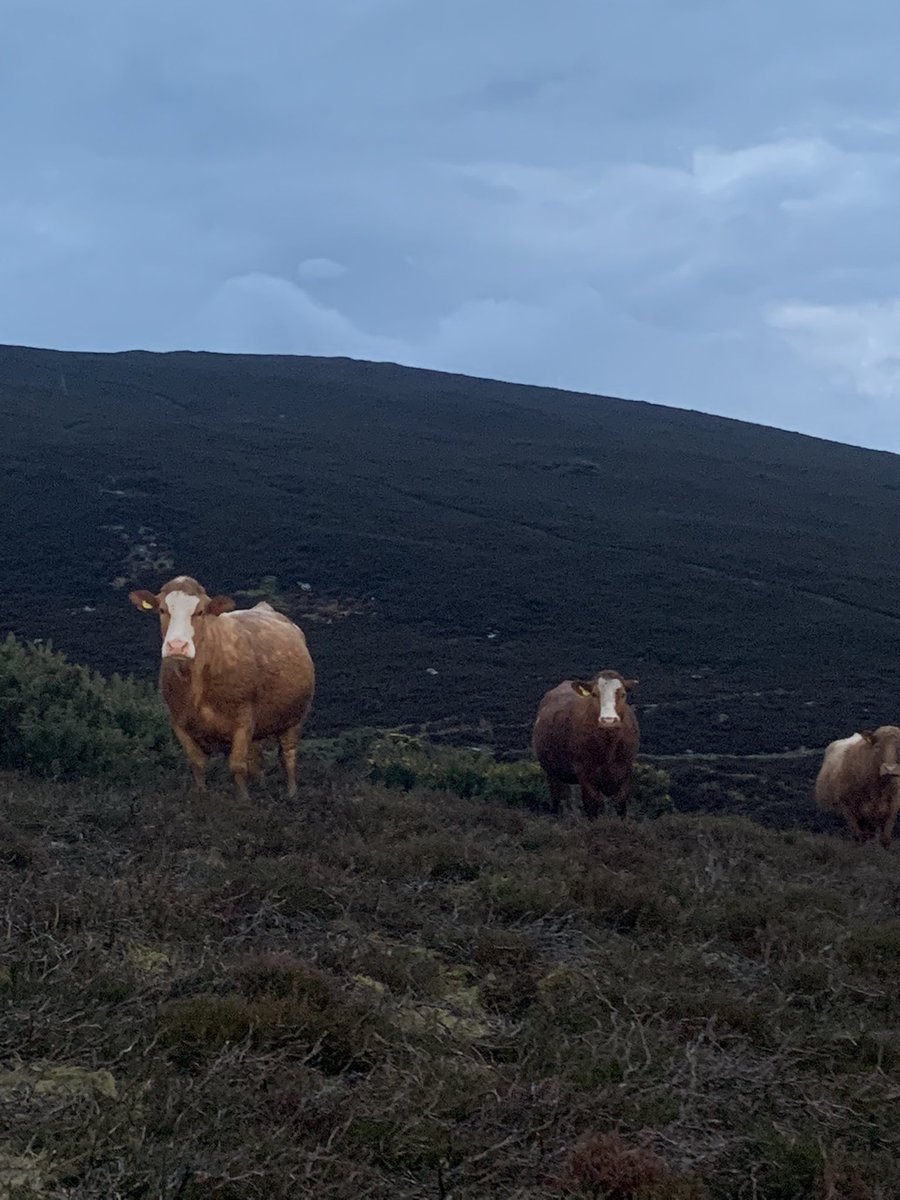 Just waiting for the calves to drop 🫡