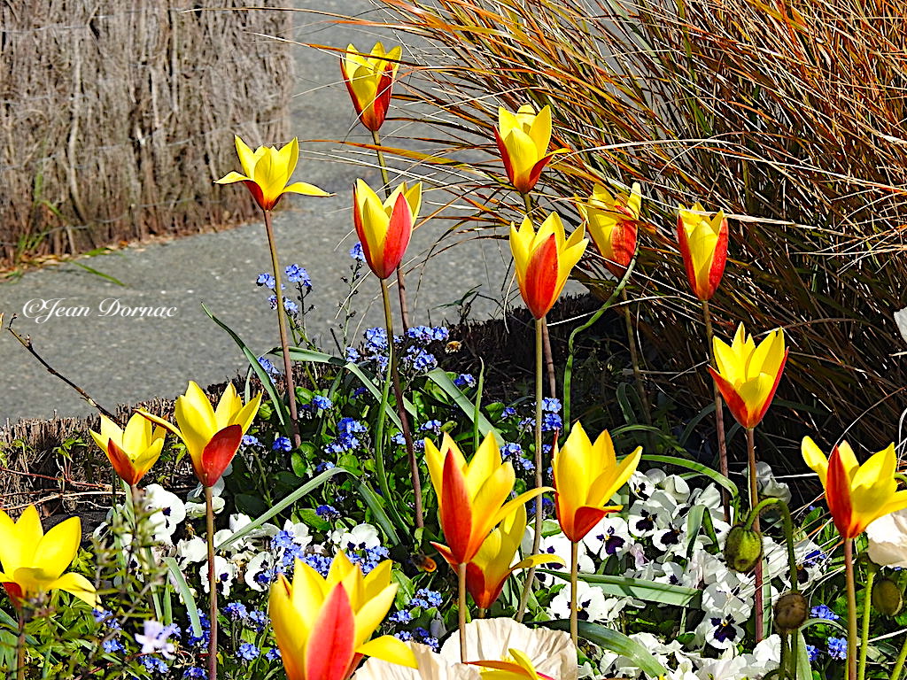 JeanDornac's tweet photo. Comme autant de cierges bicolores… Comment ne pourrais-je pas aimer ces fleurs qui sont tournées vers le soleil ?… #cierges #bicolores #aimer #fleurs #tournées #soleil #quai #Aiguillon #Lannion #CôteArmor #Bretagne #France https://t.co/VrEsZTX2dJ