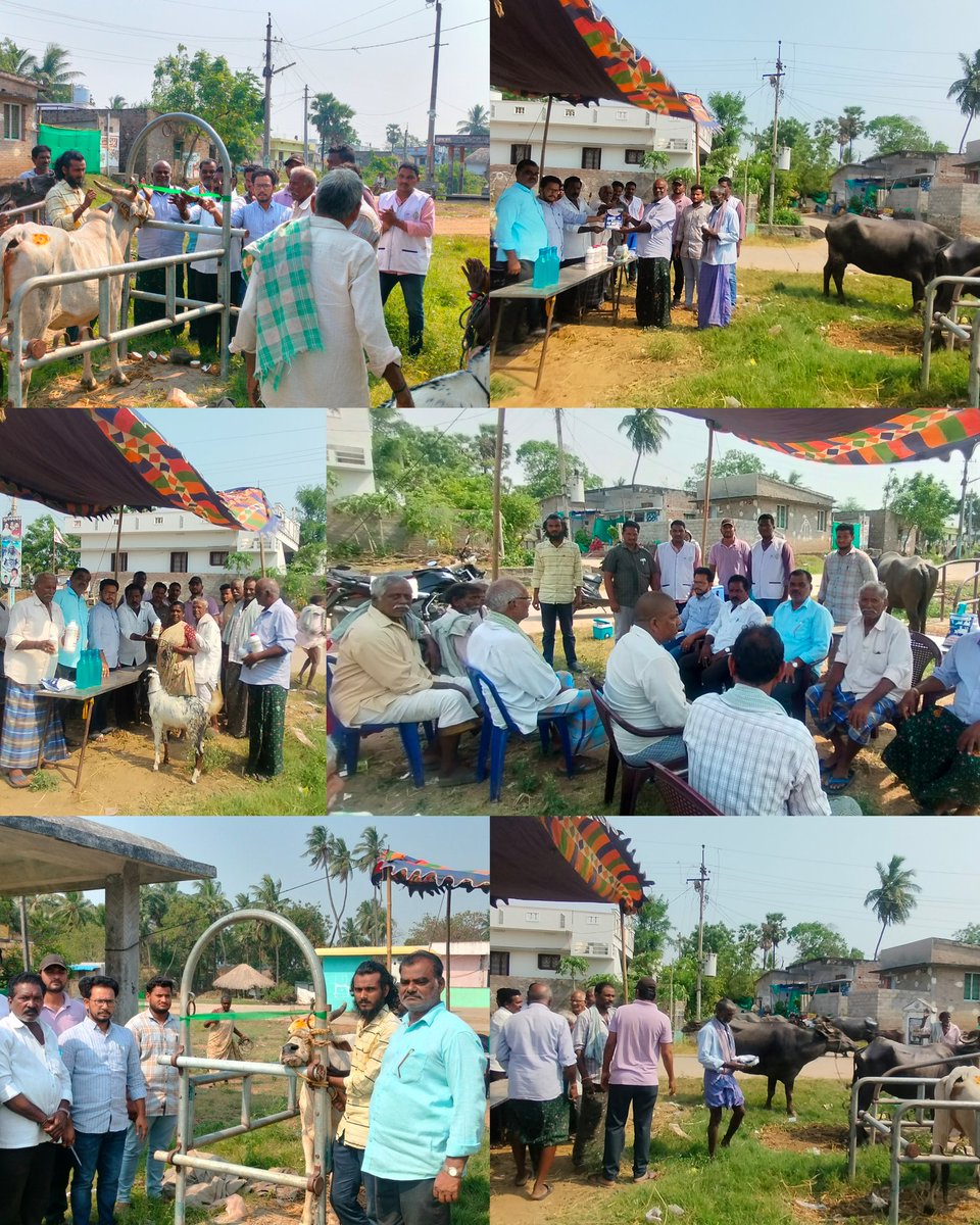 DRAPRAVEENKUMA's tweet photo. Animal health camp and FMD vaccination programme conducted at ARAVAPALLI Village, Repalle mandal, camp inaugrated by local sarpanch garu. @APAHD2023 @DahoBapatla #healthcamp #preventivevaccinations #fmd #NADCP #animalhealth #Preventionbetterthancure #animalwealth #fmdcp https://t.co/Z4pp9TbqHF