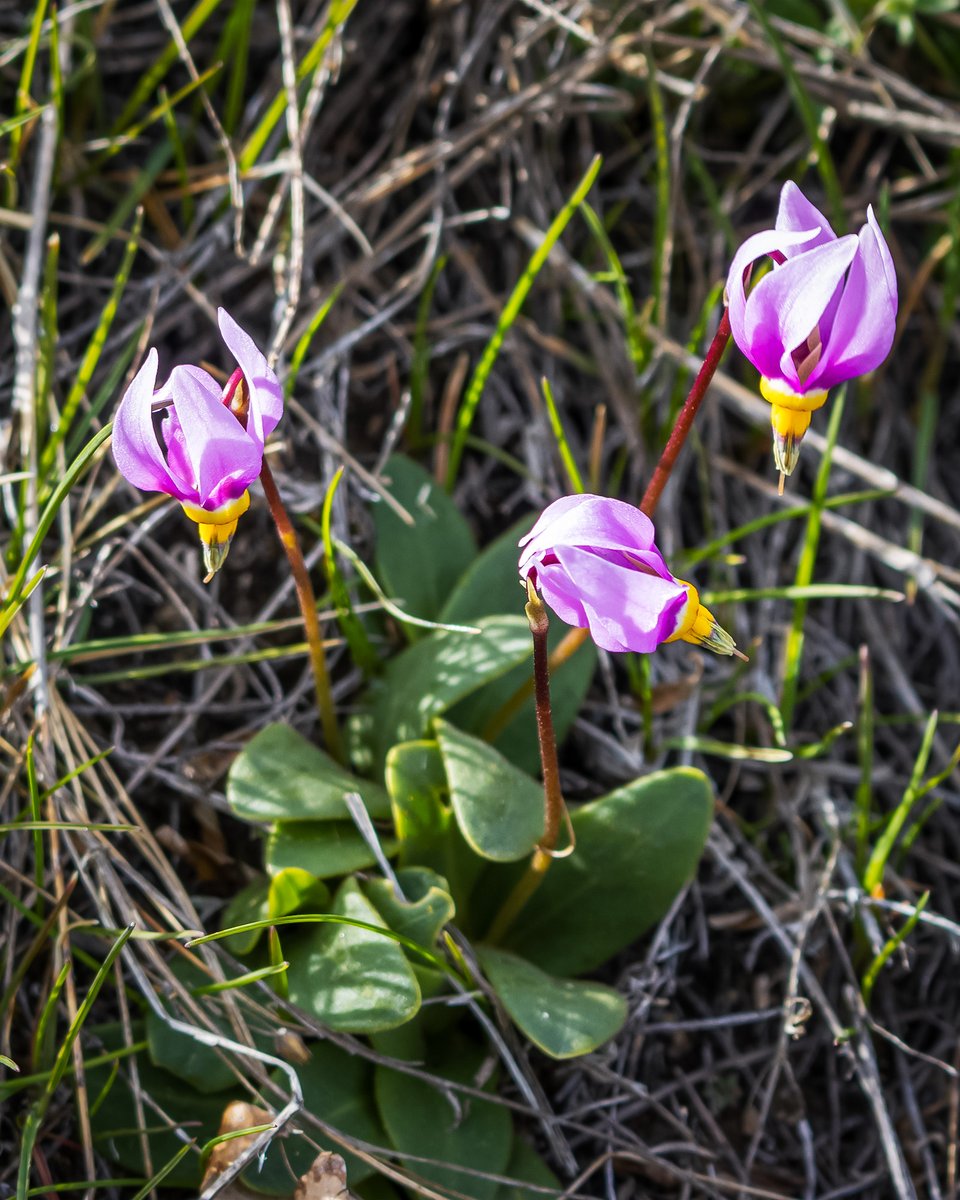 First shootingstars of the year: Bonneville Shootingstar (Dodecatheon conjugens). Surprised to find..."everywhere" I've checked had no sign (leaves). Yet, on this east/southeast facing slope there were many. Get outside and find your own #wildflower surprises. 🙂