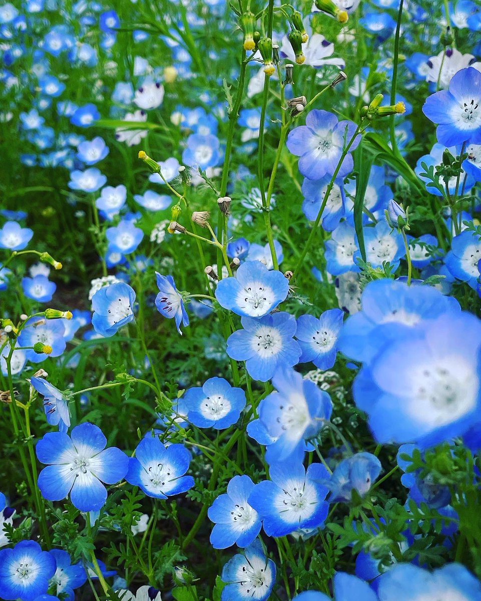 VioletChakra7's tweet photo. 今週土日はご新規様の受付は終了となりました🙇
火曜日以降のご予約は随時受付中です。

お腹が膨らむくらい空気を吸って、ゆっくりとはく。
リラックスが難しい方、お試しください。数回やるだけでも違いますよ🍀寝る前にでもぜひ✨ https://t.co/s9C00yAMsH