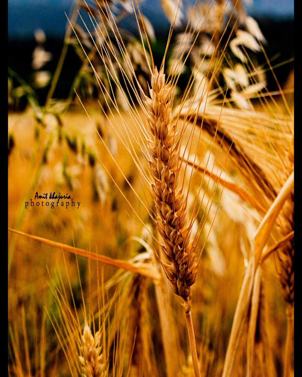 Amitkhajuria001's tweet photo. Walking through a field of wheat stalks is like being surrounded by a sea of gold. 🌾✨
#GoldenFields #WheatStalks #HarvestSeason #baisakhifestival #BaisakhiVibes https://t.co/LTHd2MRpdM