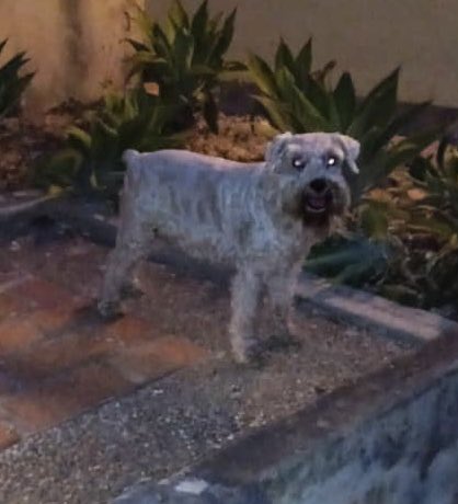 #EXTRAVIADA RT <a href="/hildaes/">HES</a>: esta perrita llegó hoy 14 de abril a una casa en Caurimare, Caracas; está extraviada, no tiene placa ni collar. Está resguardada y buscamos a su flia  que debe presentar pruebas de propiedad. Contacto: 412-5426526. Favor difundir.