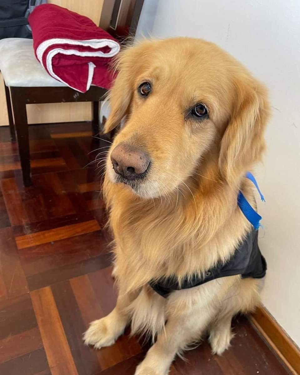 Melissita1204's tweet photo. JACK EN ADOPCIÓN ❤️es un golden retriever de 8 años. Tiene todas sus vacunas al día, antipulgas y desparasitacion, muy saludable y ya está castrado. Sus "dueños" se mudan y no lo llevan. Jack busca una familia que lo ame. WhatsApp 998117403 RT PORFA #Lima #AdoptarConElCorazón https://t.co/GWKajQ1s2B