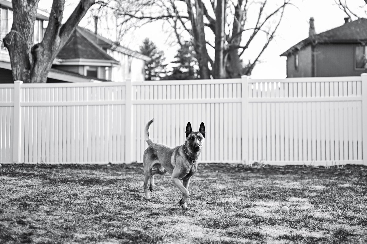 Ofc. Brian Malone / K9 Rex (@ofcmaloneppd) on Twitter photo Rex enjoying a day off. Spent the day watching yard work get done from a shady spot.
📷: <a href="/PhotoOmaha/">VanCamp402</a> Rex enjoying a day off. Spent the day watching yard work get done from a shady spot.
📷: <a href="/PhotoOmaha/">VanCamp402</a>