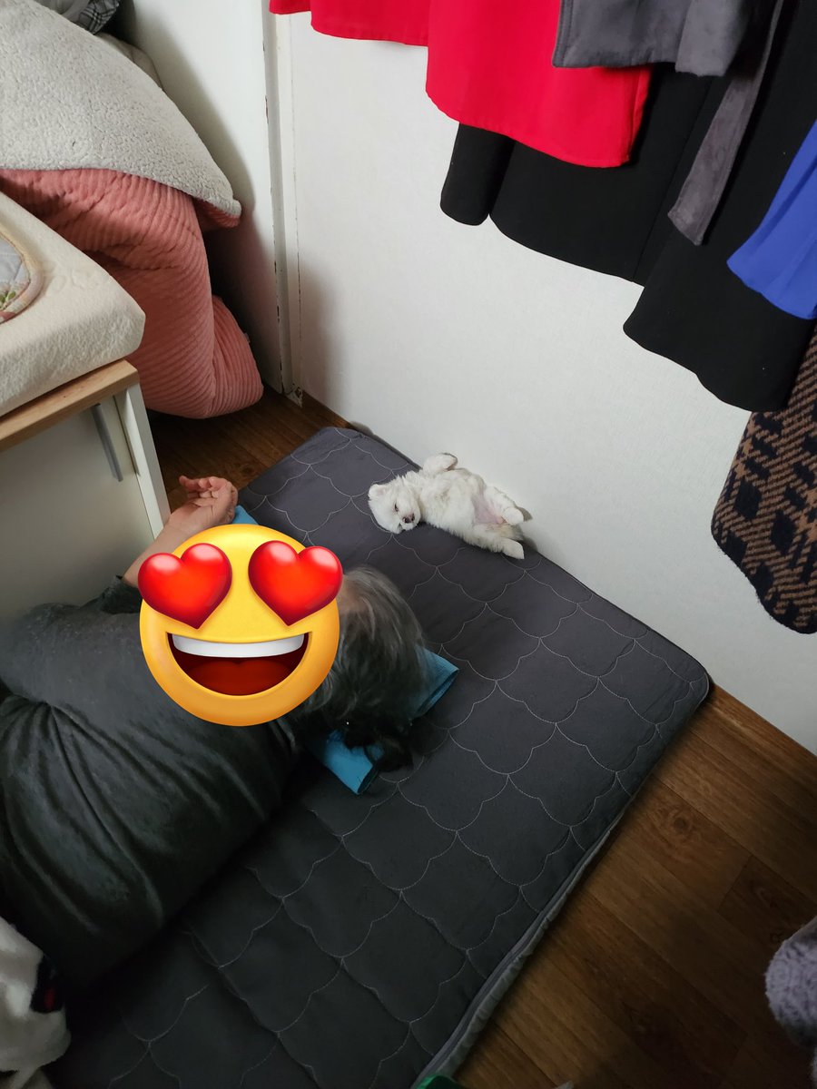 근황 
새끼 강쥐가 옴 
아침에 일어났는데 쪼꼬만한 애기 없어져서 진짜 울며불며 찾았는데 혹시 싶어서 보니까 할무니 머리맡에서 이러고 자고있었음 ㅜㅜ