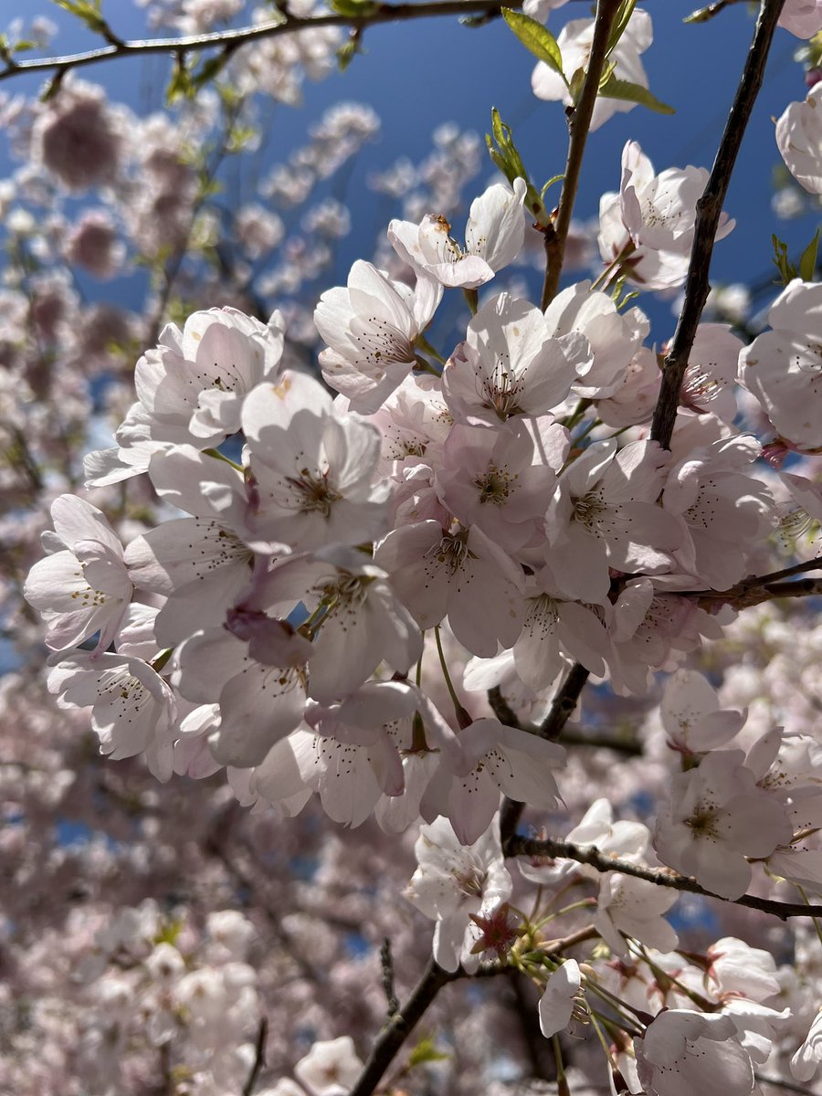 kris_brugman's tweet image. Beautiful &amp;amp; sunny walk w/ my teen (he stayed approx 1 block ahead so as not to be seen w/ mommy. Till we got to the cafe &amp;amp; he wanted food). #sunshine #PacificNW #sakura🌸 #myboy💙 #momofteenager