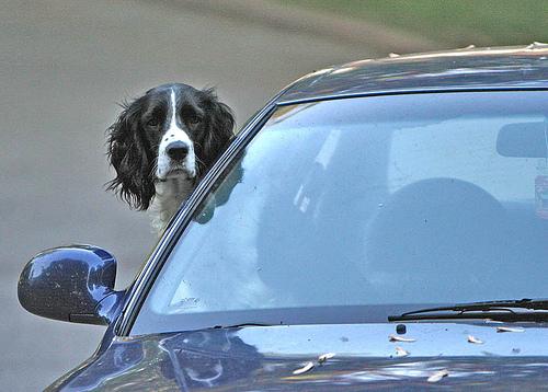 RandomDowg's tweet photo. Here's your Daily #Dog ! #Springerenglish #randomdowg https://t.co/WK9LIwStzf
