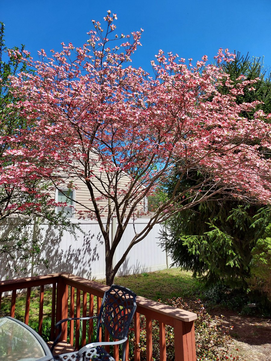 menckentroubles's tweet photo. Here's some spring foliage https://t.co/V80QualXb9