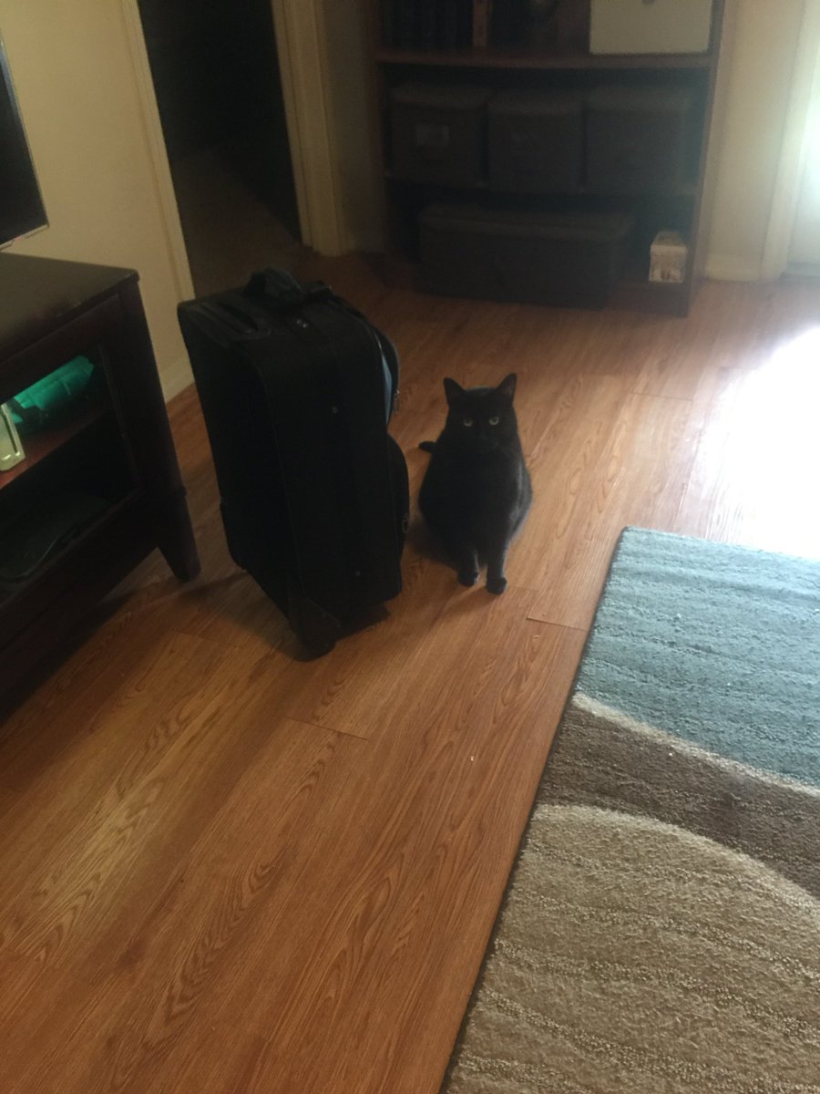 Sohlcain's tweet photo. I don’t have a pet so here’s the same cat, but living with me. https://t.co/dZ55t6GIbH