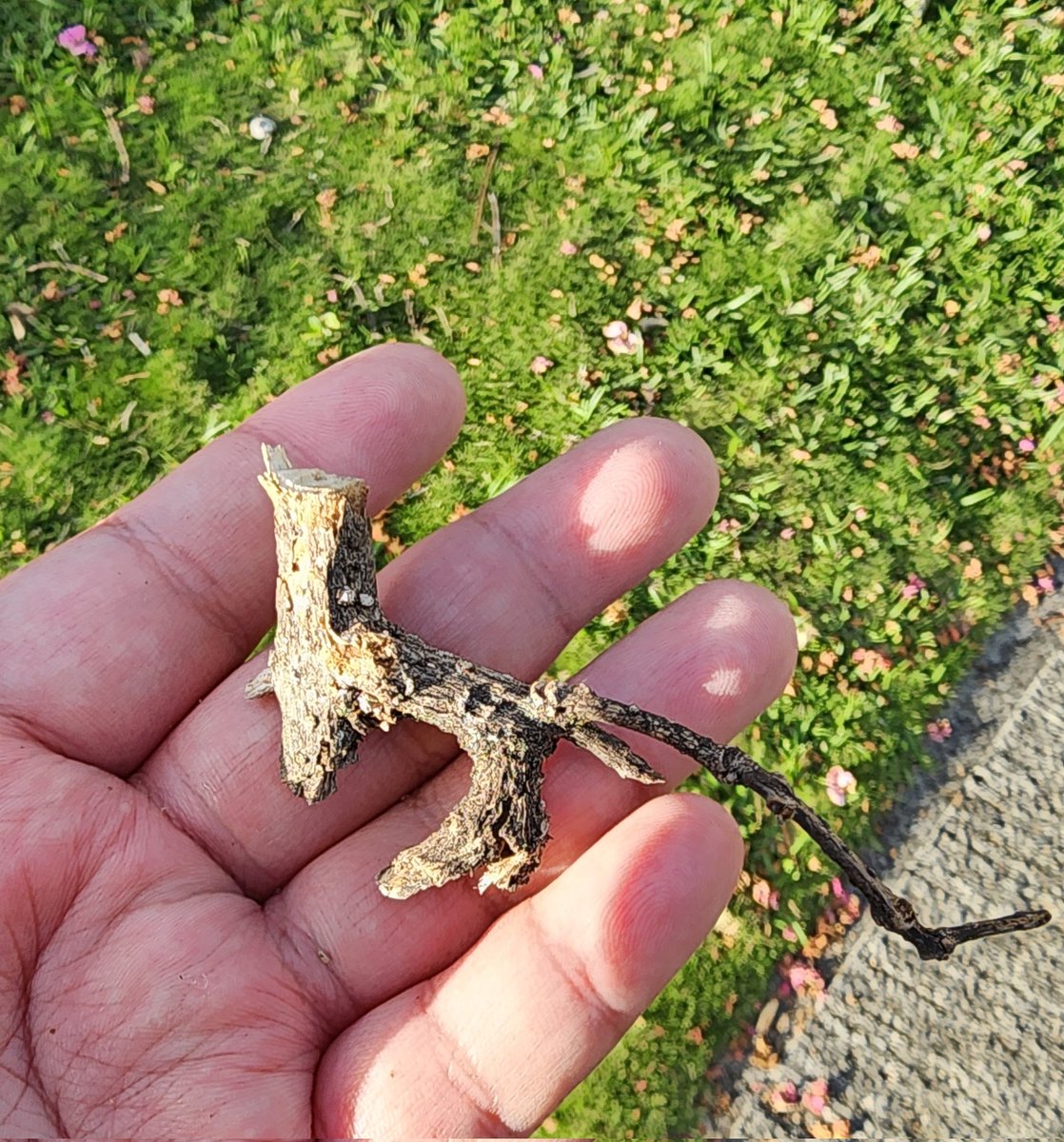 Kir808's tweet photo. I found this twig yesterday while walking and listening to #WorldsBeyondNumber and it just made me weirdly happy. Like a little creature 💕 https://t.co/Z2Nj7ZivBN