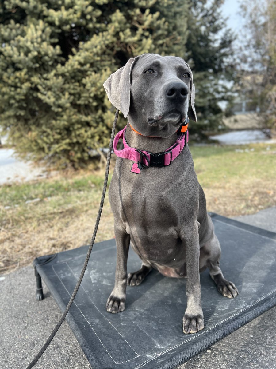 Faldo’s Weims & two ☘️Irish Jack ☘️🇺🇸🇬🇧 tweet media
