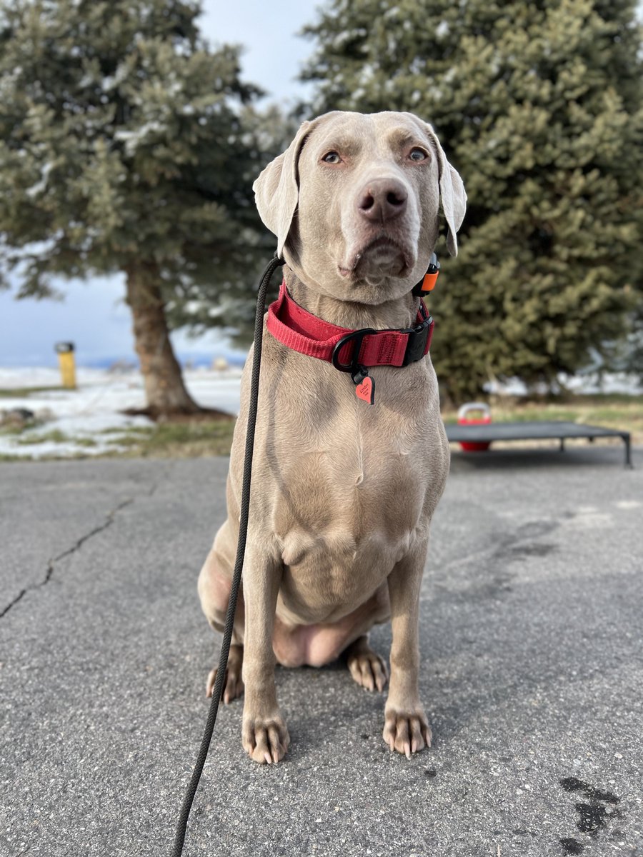 Faldo’s Weims & two ☘️Irish Jack ☘️🇺🇸🇬🇧 tweet media
