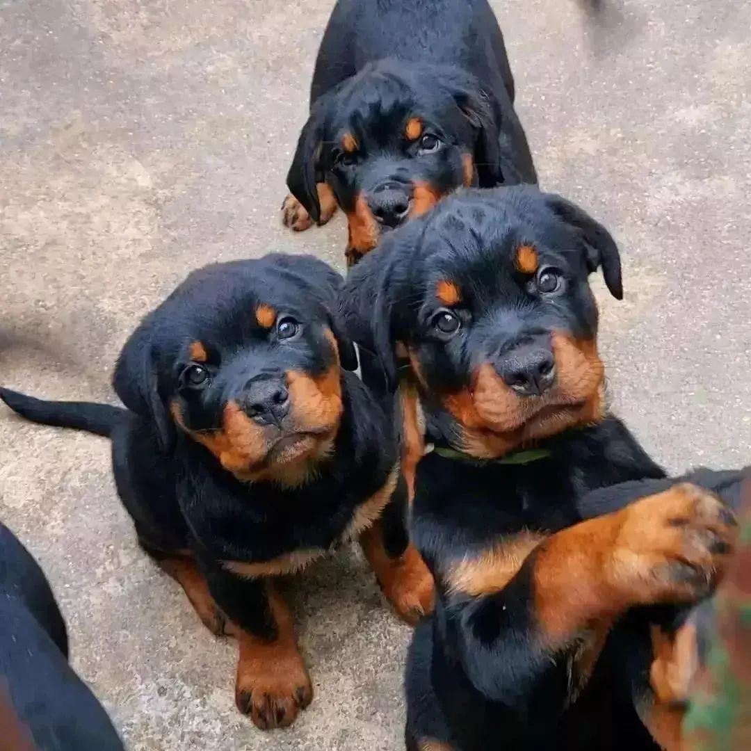 Rottweiler_lovers tweet media