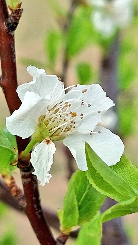 nilaakaalam's tweet photo. #Plumcot #Fruit #Spring #White #Flowers #FlowersOnFriday #Gardening #GardeningTwitter https://t.co/m8umtj9Ltc