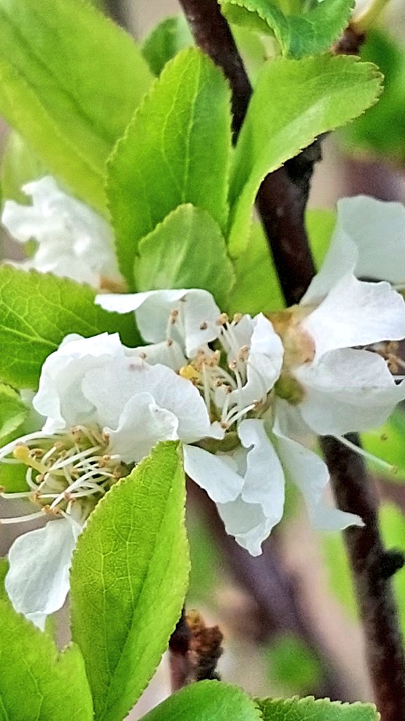 nilaakaalam's tweet photo. #Plumcot #Fruit #Spring #White #Flowers #FlowersOnFriday #Gardening #GardeningTwitter https://t.co/m8umtj9Ltc