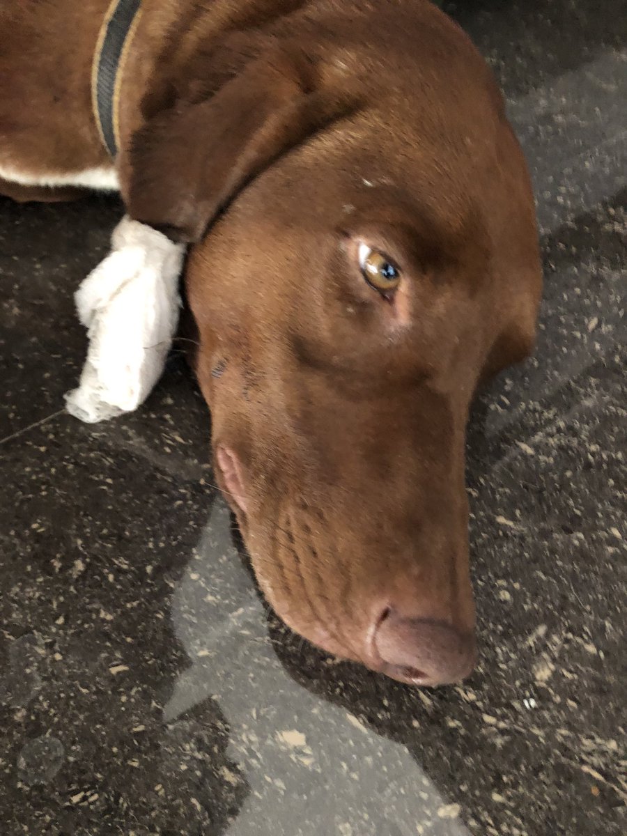 Pablo ko bahar ke doggos ne kaat liya!