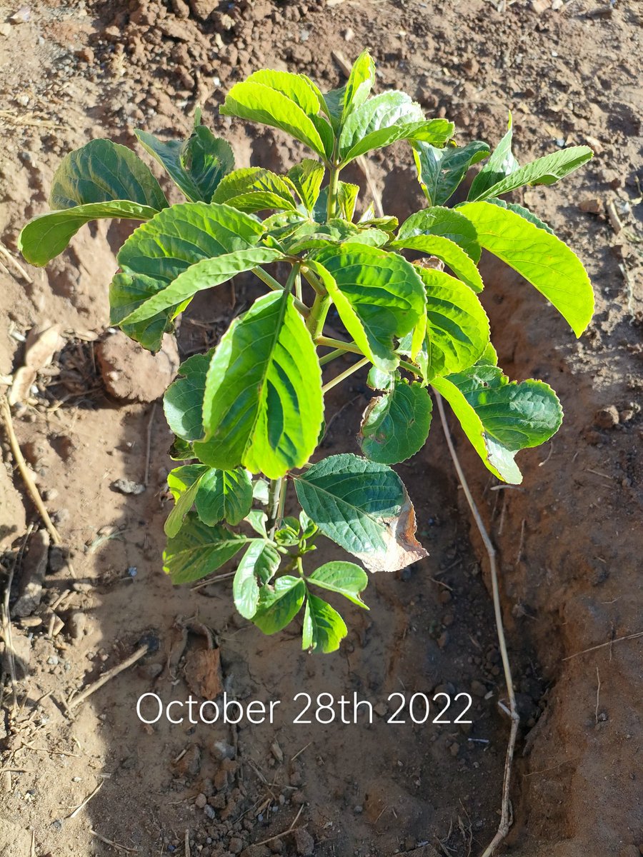 luisgideonsnr's tweet photo. Climate Change Action starts NOW 
5 billion trees in 5 years starts with you planting a tree.
I've planted 2361 trees in 5 months @UNEP @UNEP_Africa
 @WangariMaathai
@kwskenya @UNHABITAT
@ConnectSDGs @KeForestService
@StateHouseKenya @WilliamsRuto
@SDGaction 
#5billiontrees/kenya https://t.co/VabP4prgqp