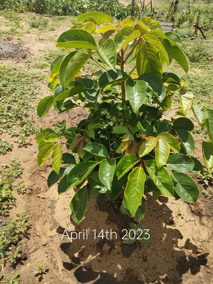 luisgideonsnr's tweet photo. Climate Change Action starts NOW 
5 billion trees in 5 years starts with you planting a tree.
I've planted 2361 trees in 5 months @UNEP @UNEP_Africa
 @WangariMaathai
@kwskenya @UNHABITAT
@ConnectSDGs @KeForestService
@StateHouseKenya @WilliamsRuto
@SDGaction 
#5billiontrees/kenya https://t.co/VabP4prgqp