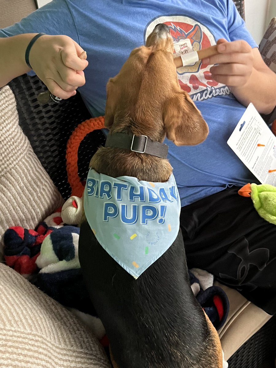 srlong90's tweet photo. Georgie is 1 🎂🎁🥰 https://t.co/gcipd43nt2