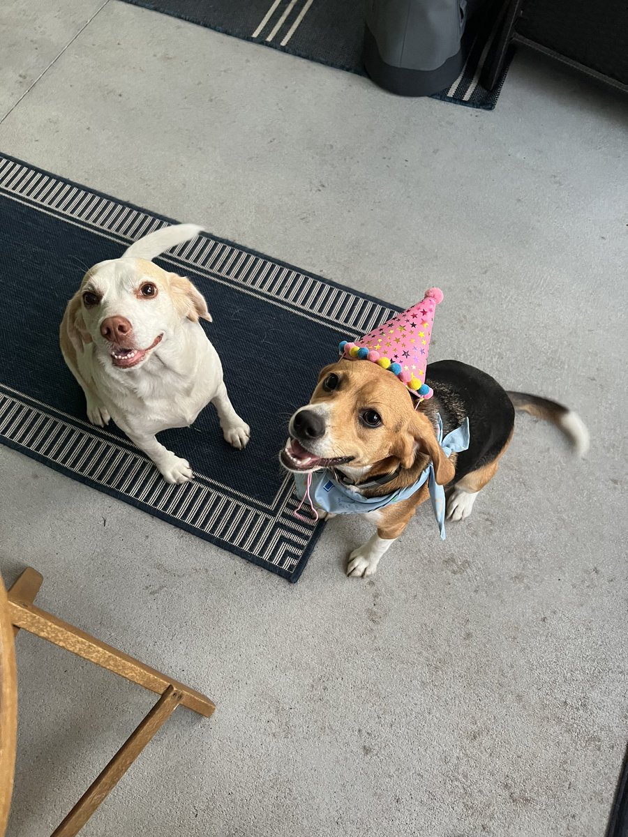 srlong90's tweet photo. Georgie is 1 🎂🎁🥰 https://t.co/gcipd43nt2