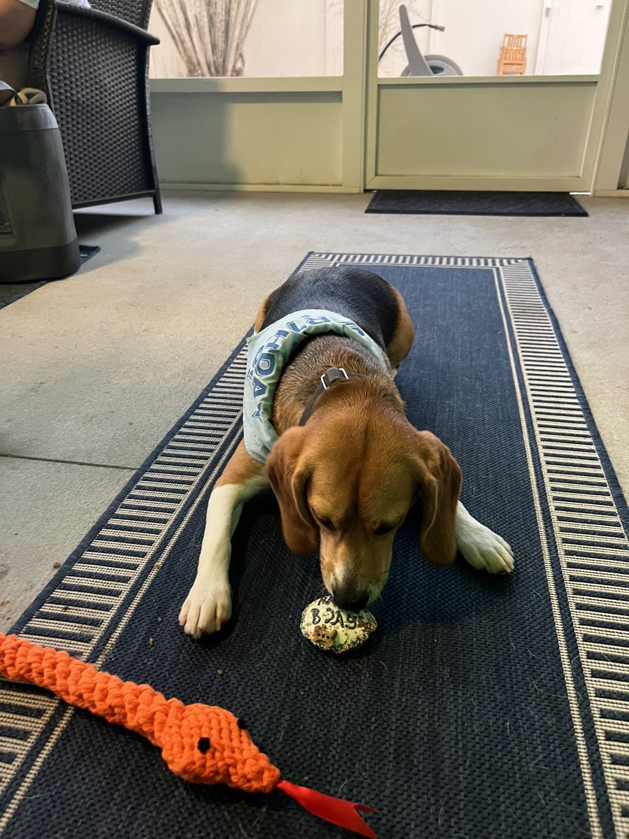 srlong90's tweet photo. Georgie is 1 🎂🎁🥰 https://t.co/gcipd43nt2