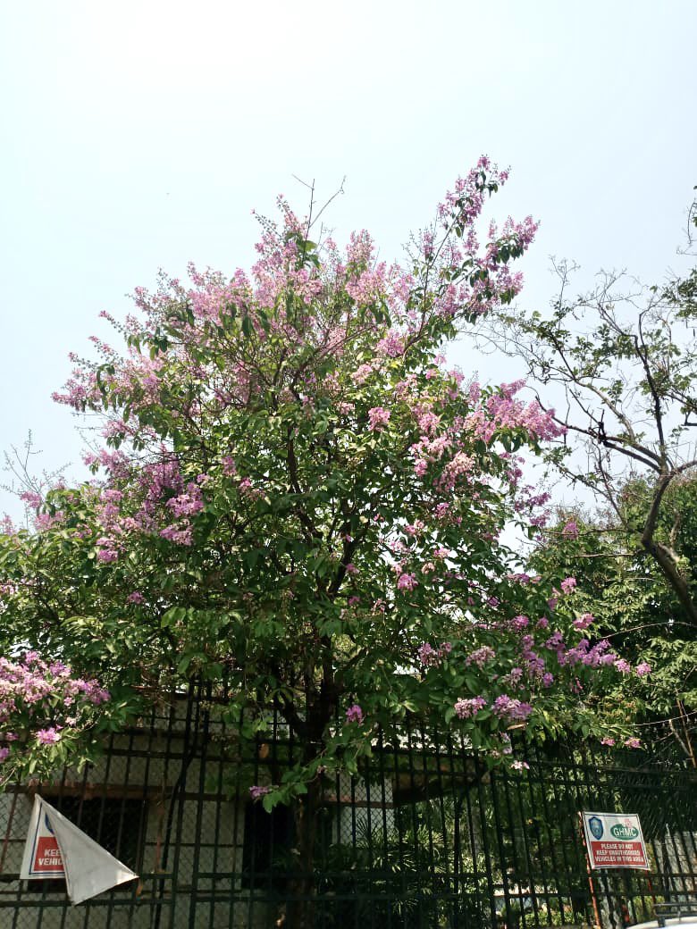 Spring Blossoms of Hyderabad:

Lagerstroemia speciosa/  Lagerstroemia flos-reginae (Pride of India OR Queen's Flower) bears beautiful attractive flowers in bright pink or pinkish-violet colours.

Presently in bloom - along KBR park & other areas 

#HyderabadTrees 
#SpringBlossom