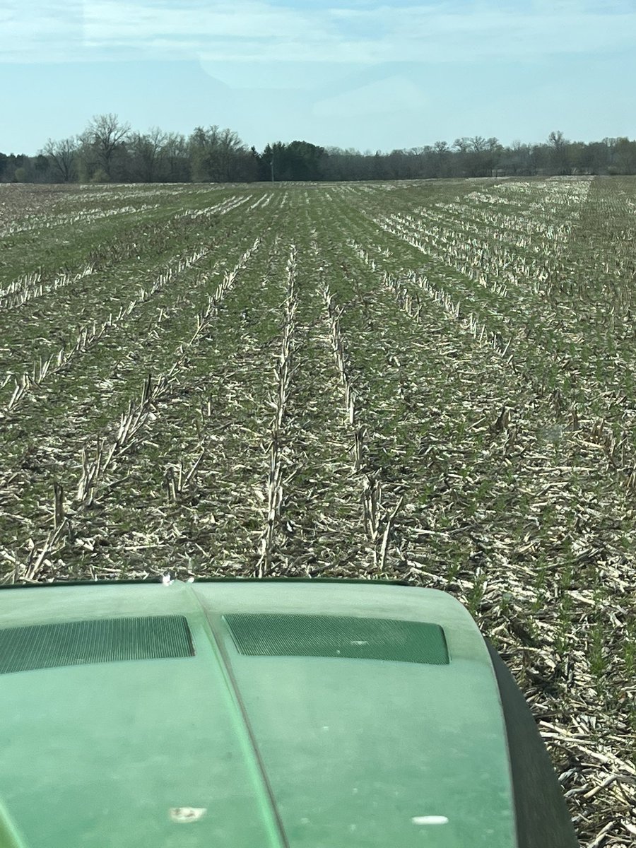 Planting beans green #covercrops